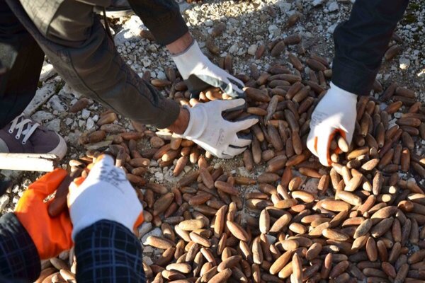 جنگلهای ۵۵۰۰ بلوط زاگرس، سرمایهای در غفلت