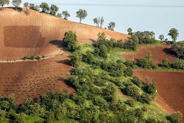 جنگلهای ۵۵۰۰ بلوط زاگرس، سرمایهای در غفلت