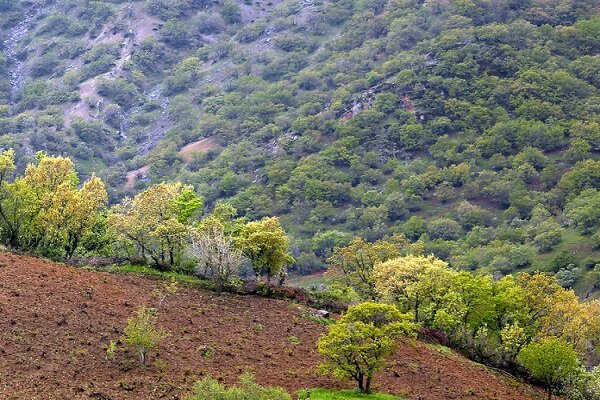 جوامع محلی؛ فرصت یا تهدید برای جنگلها