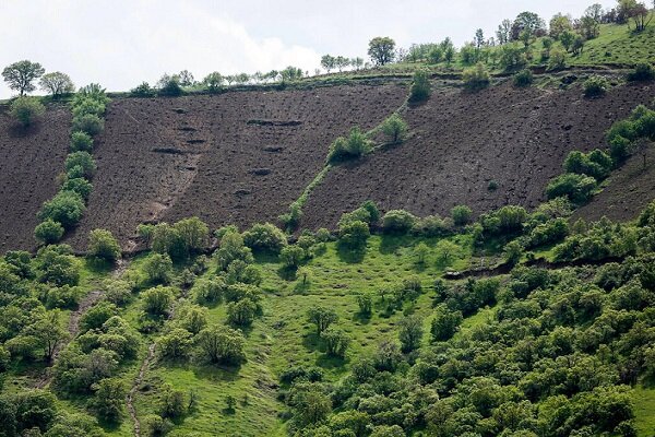 زخم آفات بر ریههای تنفسی زاگرس