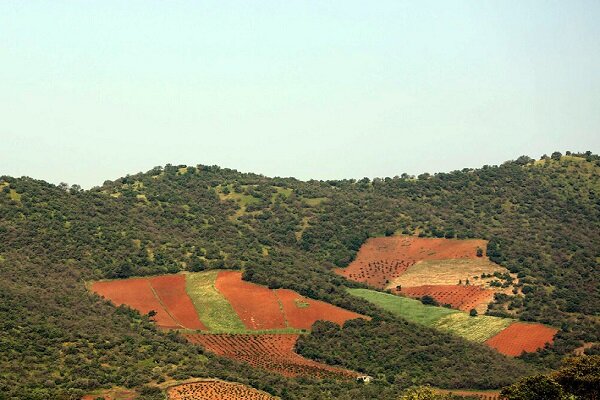 زخم آفات بر ریههای تنفسی زاگرس