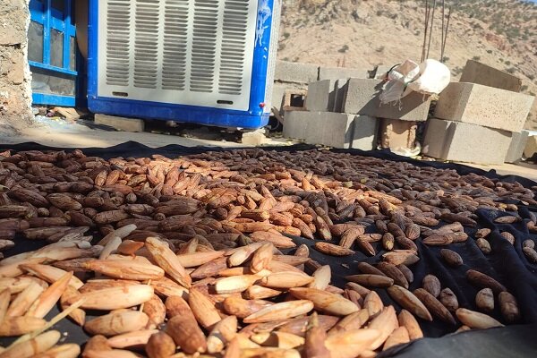 جنگلهای ۵۵۰۰ بلوط زاگرس، سرمایهای در غفلت