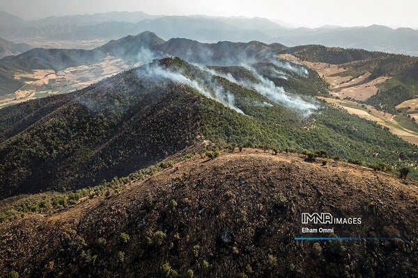 جنگلهای ۵۵۰۰ بلوط زاگرس، سرمایهای در غفلت