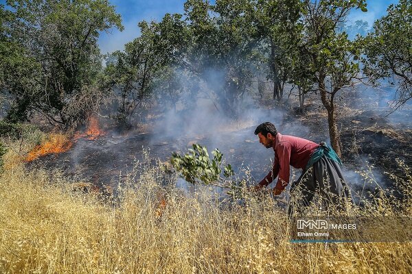 جنگلهای ۵۵۰۰ بلوط زاگرس، سرمایهای در غفلت