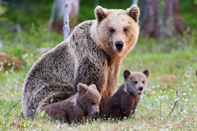 مشاهده ۳ قلاده خرس قهوه‌ای در شهرستان بویراحمد