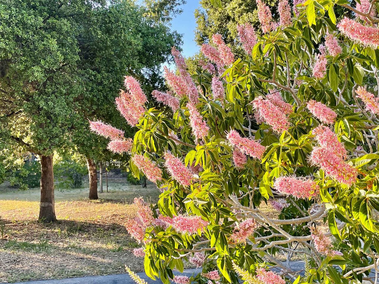 شهرهای برتر جهان در حفظ و افزایش درختان + تصاویر درختان بومی