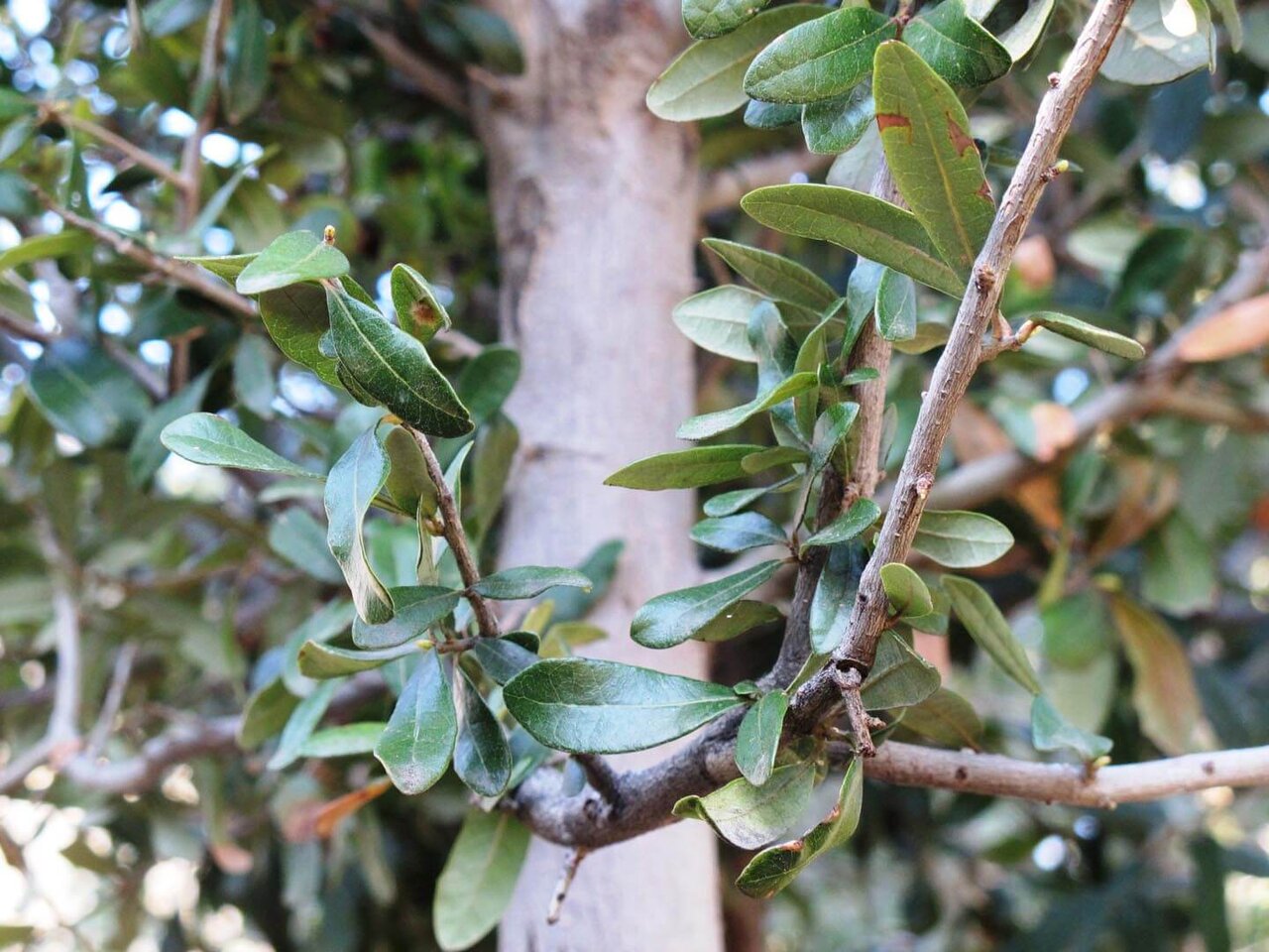 شهرهای برتر جهان در حفظ و افزایش درختان + تصاویر درختان بومی