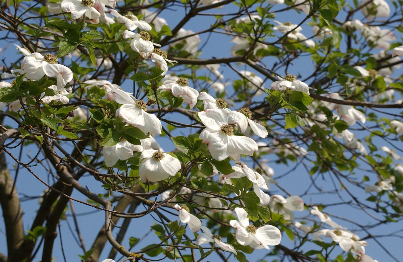 شهرهای برتر جهان در حفظ و افزایش درختان + تصاویر درختان بومی