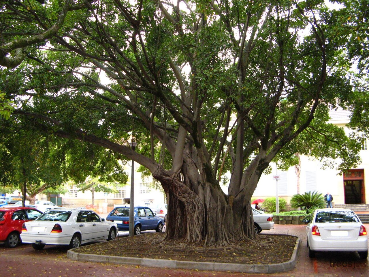 شهرهای برتر جهان در حفظ و افزایش درختان + تصاویر درختان بومی