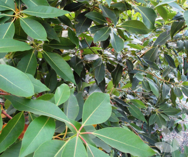 شهرهای برتر جهان در حفظ و افزایش درختان + تصاویر درختان بومی