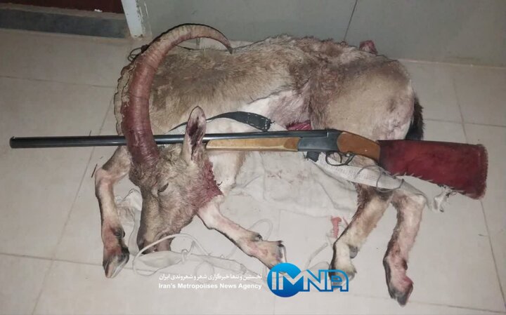شکارچی کل وحشی در پناهگاه حیات وحش عباس آباد نایین دستگیر شد