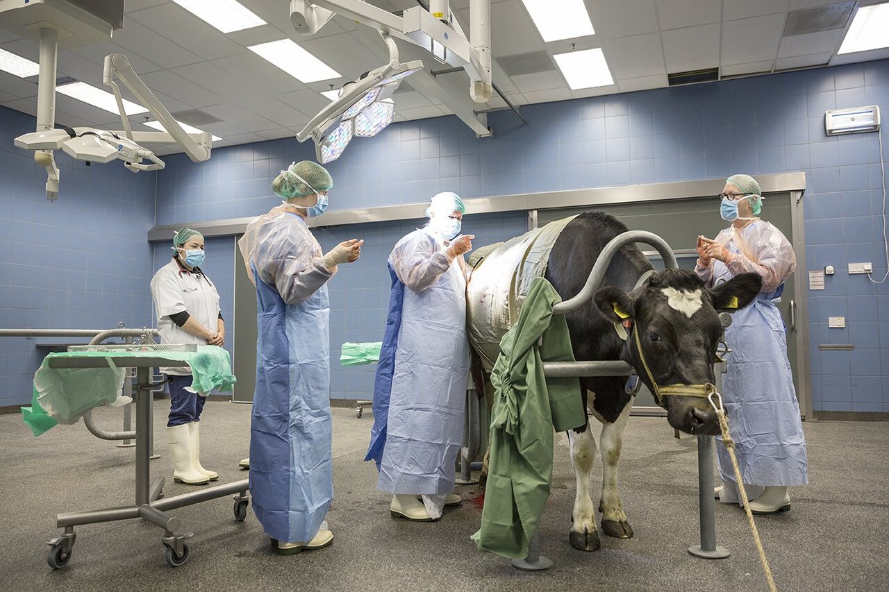 روز جهانی دامپزشکی ۲۰۲۳ + پوستر