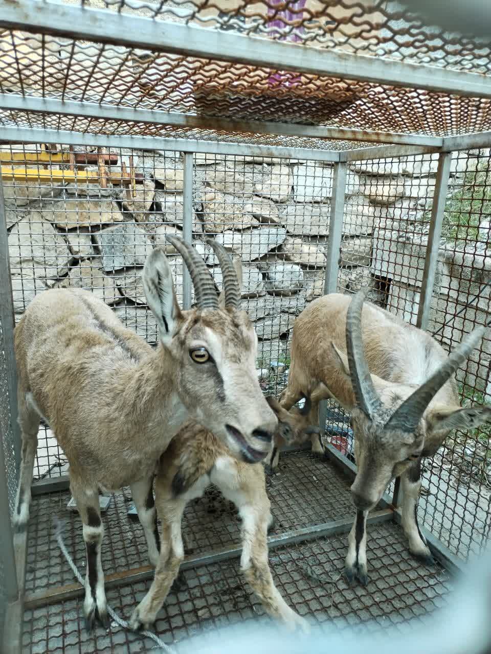 نگهداری غیرمجاز ۳ کَل و بز وحشی در یک دامداری در شهرستان گچساران