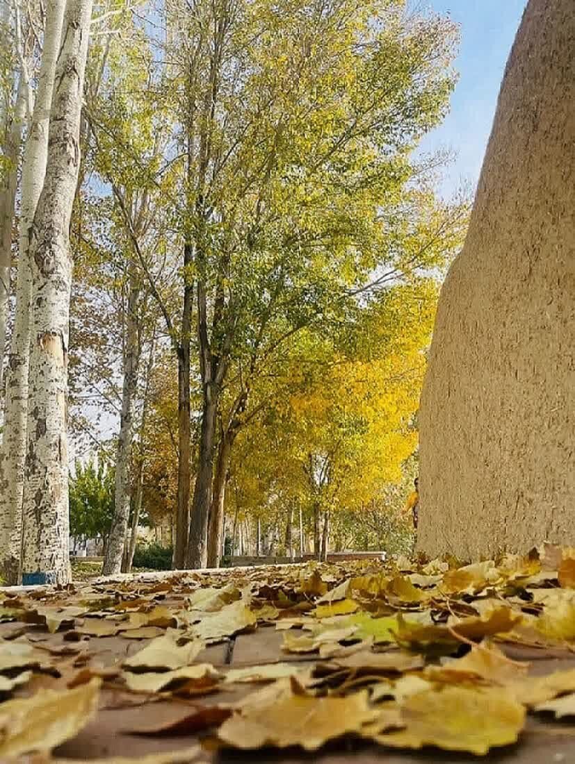 ایمن‌سازی و رفع خطر درختان خشک در منطقه ۹ اصفهان