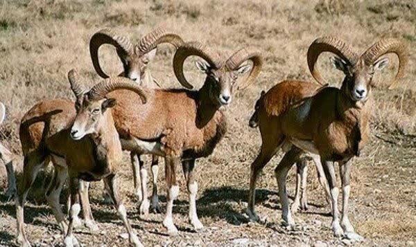 فراز و نشیبهای بیپایان حیات وحش