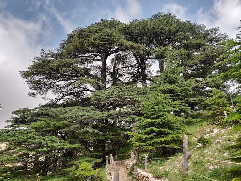 نماد لبنان در خطر نابودی