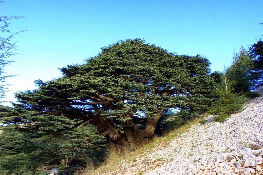 نماد لبنان در خطر نابودی