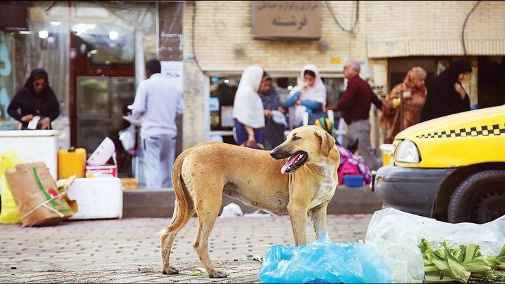 معضل سگ‌های ولگرد در پایتخت طبیعت ایران