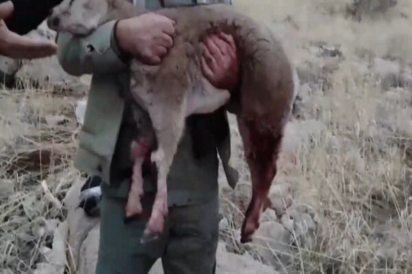 سایه شوم قاچاق بر سر حیات وحش