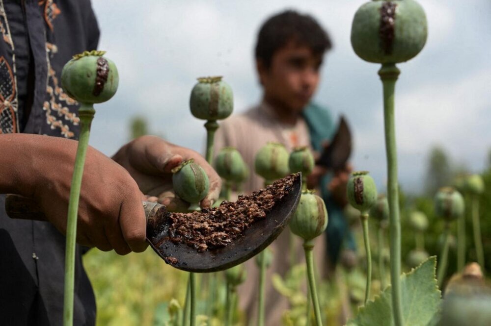 واکنش ستاد مبارزه با موادمخدر به ادعای کاهش ۹۵ درصدی کشت تریاک در افغانستان