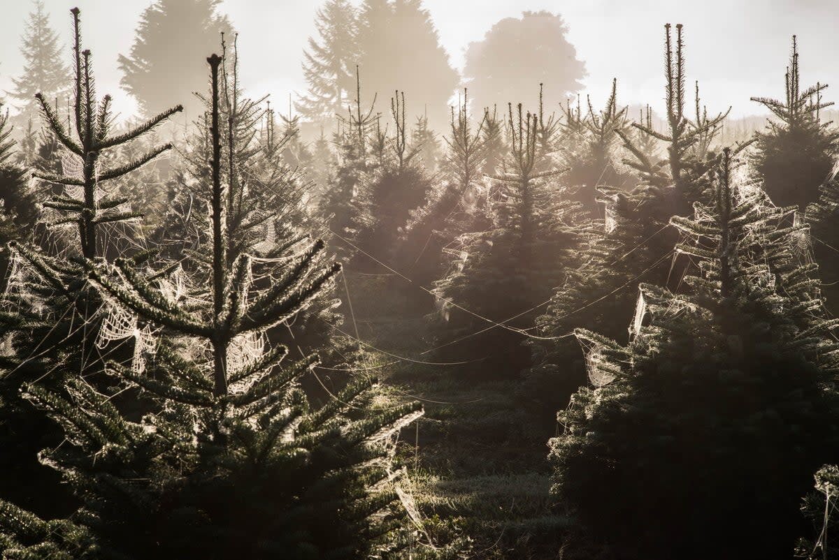 آداب و رسوم مختلف کریسمس در جهان