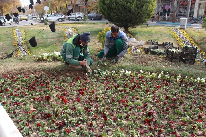 کاشت ۳۱۰۰ متر مربع نشای گل‌های فصلی و زینتی در منطقه ۱۱ اصفهان