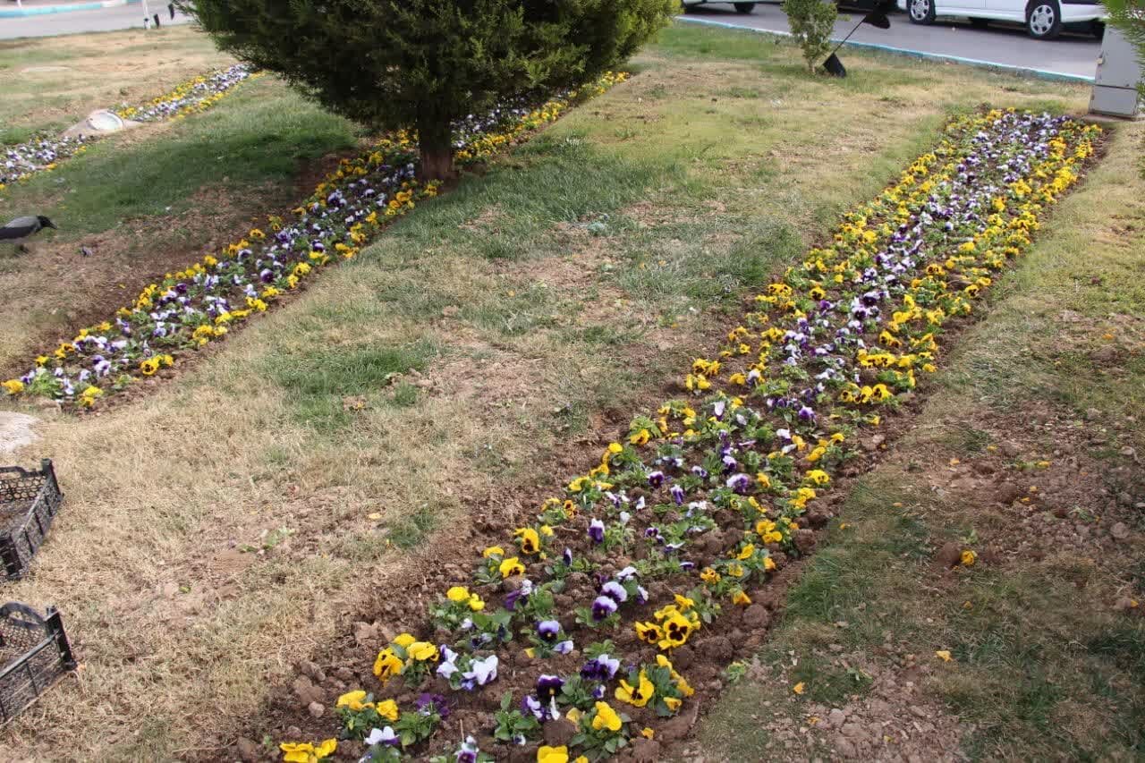 کاشت ۳۱۰۰ مترمربع نشای گل‌های فصلی و زینتی در منطقه ۱۱ اصفهان