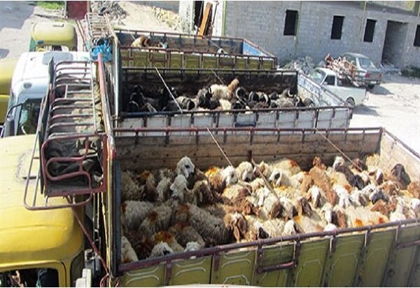 توقیف دو کامیون حامل ۱۶۰ راس گوسفند قاچاق در فارس