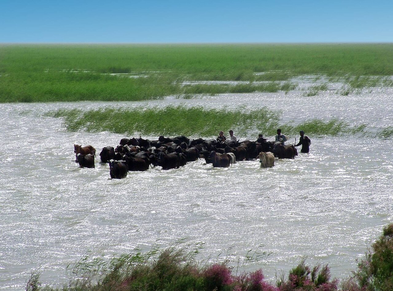 Sustainable Future of Hamoun Wetland Depends on Collaborative Efforts