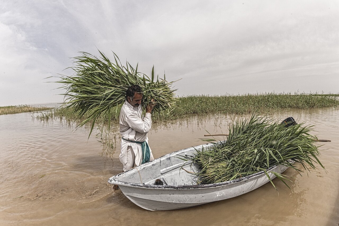Sustainable Future of Hamoun Wetland Depends on Collaborative Efforts