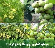 بهترین سرمایه گذاری طلا یا گردو ؟