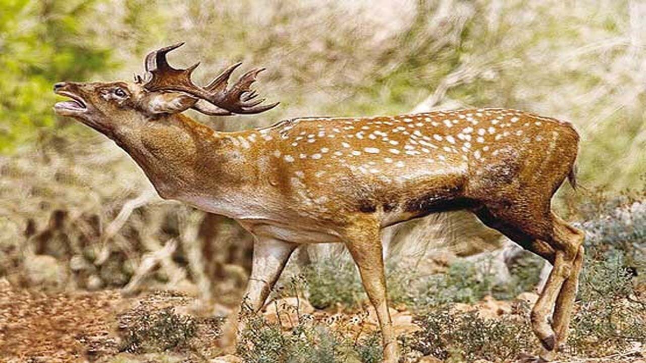 موزه محیط زیست نمایانگر تنوع اکوسیستمی لرستان