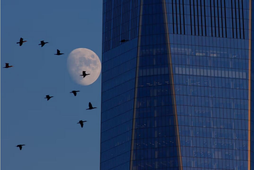 ساختمانهای شیشهای؛ تله مرگ پرندگان / تغییر شیوه ساختوساز معماران