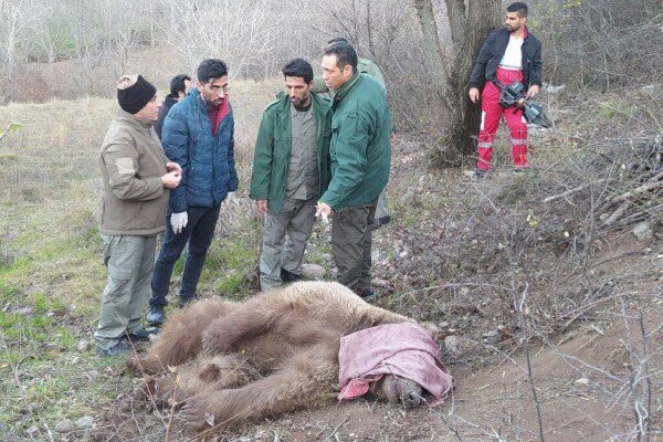 نجات خرس قهوه‌ای از تله شکارچیان