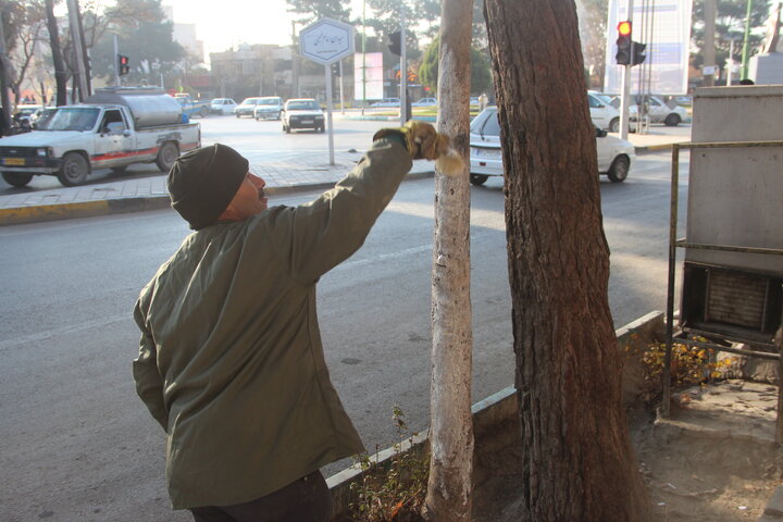 آغاز طرح مقاوم‌سازی درختان در برابر آسیب‌های مختلف در منطقه ۱۵ اصفهان