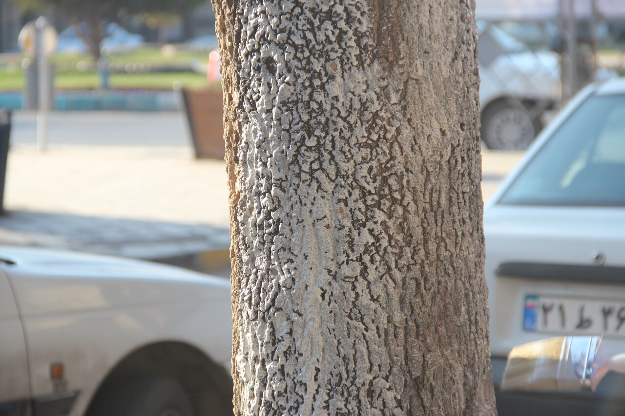 آغاز طرح مقاومسازی درختان در برابر آسیبهای مختلف در منطقه ۱۵ اصفهان