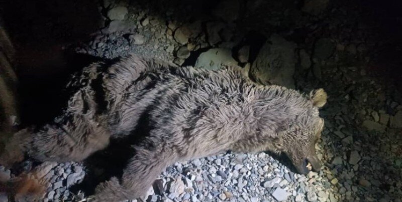 کشف لاشه خرس قهوه‌ای در مناطق آزاد شهرستان چرام