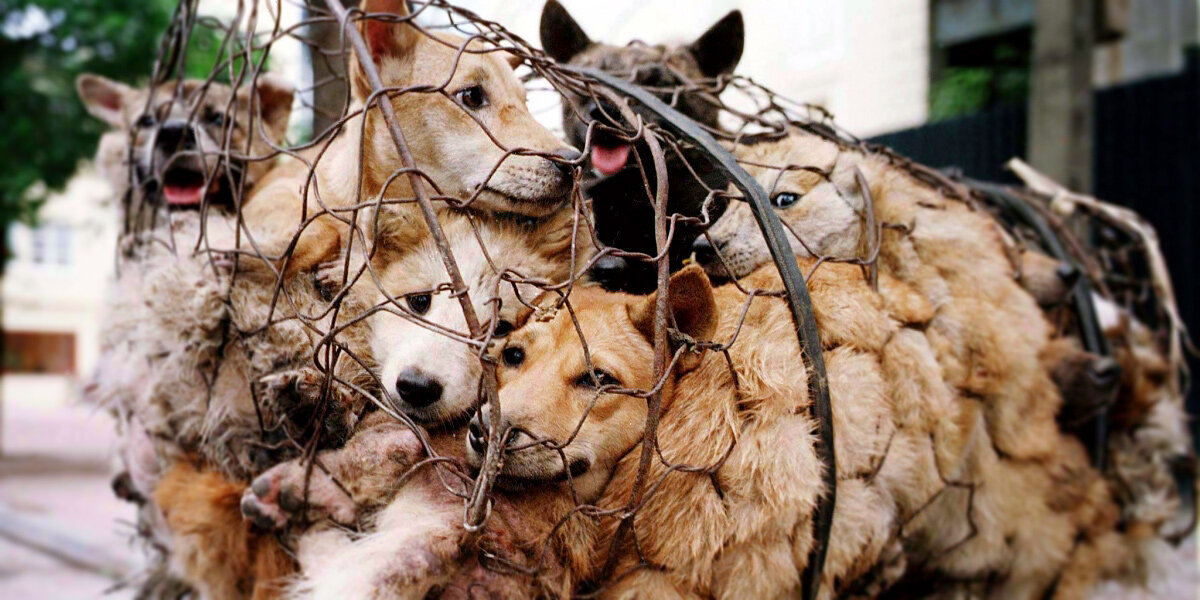 ممنوعیت تولید و فروش گوشت سگ در کره‌جنوبی