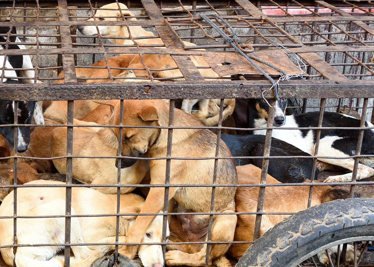 ممنوعیت تولید و فروش گوشت سگ در کره‌جنوبی