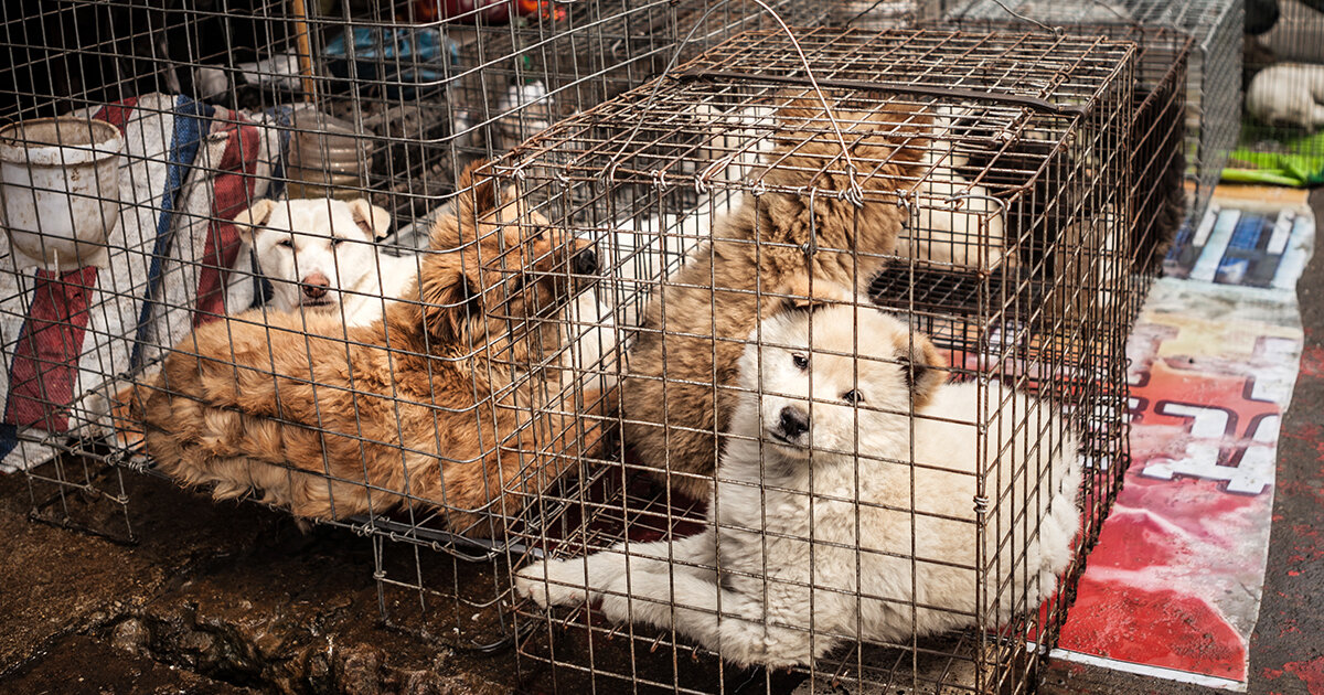 ممنوعیت تولید و فروش گوشت سگ در کرهجنوبی