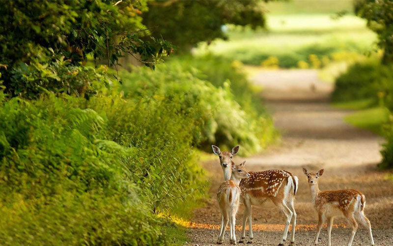 طبیعت گردی در کیش برای گردشگران از سواحل مرجانی تا گونههای جانوری