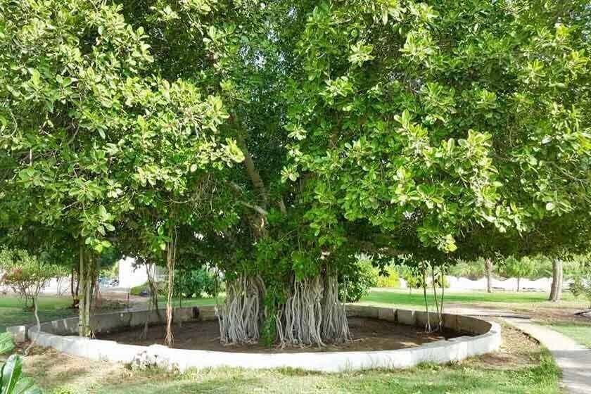 طبیعت گردی در کیش برای گردشگران از سواحل مرجانی تا گونههای جانوری