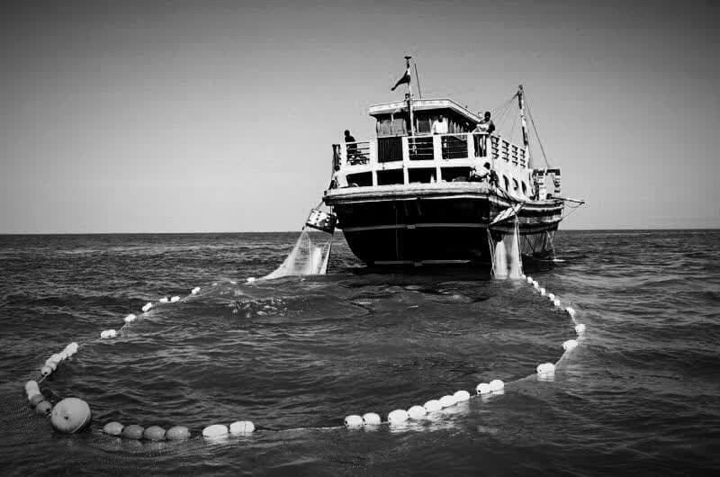 بیداد صید پرساین شبانه در سواحل بندرلنگه