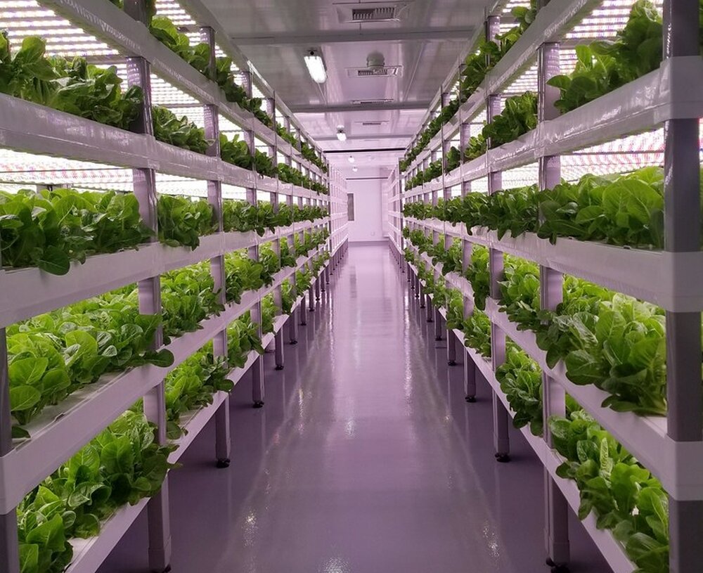 راهحلهای کشاورزی هوشمند برای امنیت غذایی شهرها