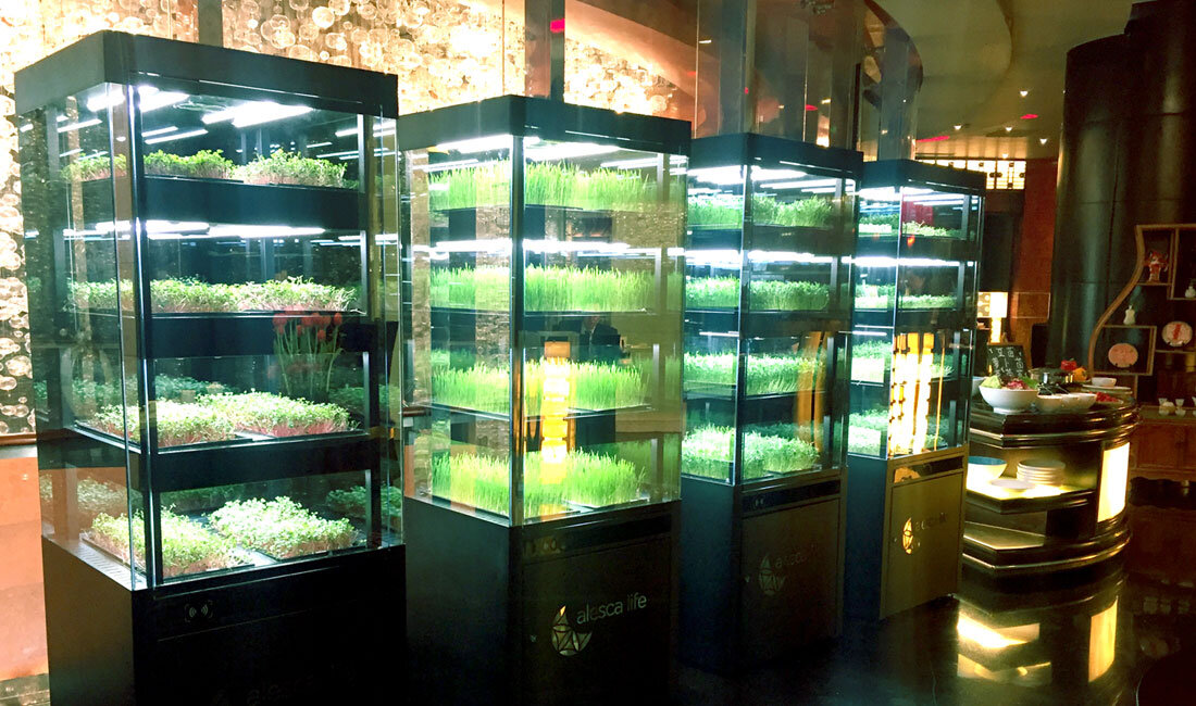 راهحلهای کشاورزی هوشمند برای امنیت غذایی شهرها