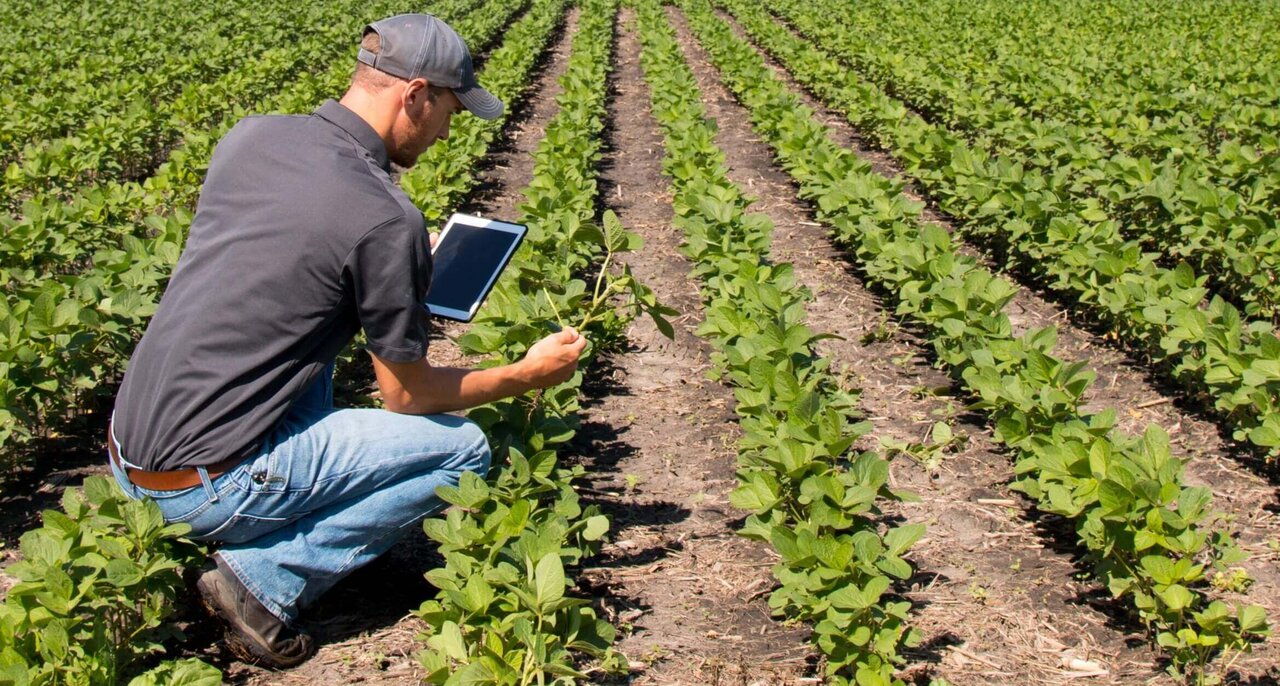 راهحلهای کشاورزی هوشمند برای امنیت غذایی شهرها