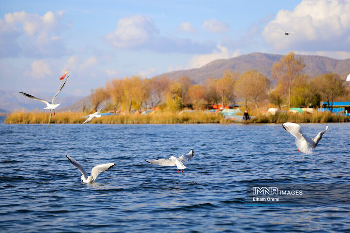 سرشماری پرندگان در ۱۴ سایت منابع آبی استان کردستان آغاز شد