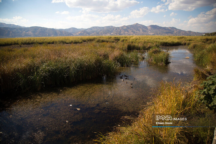 Lake Zarivar Faces Growing Threat from Reeds Overgrowth