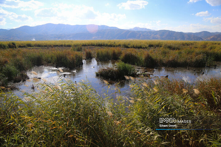 Lake Zarivar Faces Growing Threat from Reeds Overgrowth
