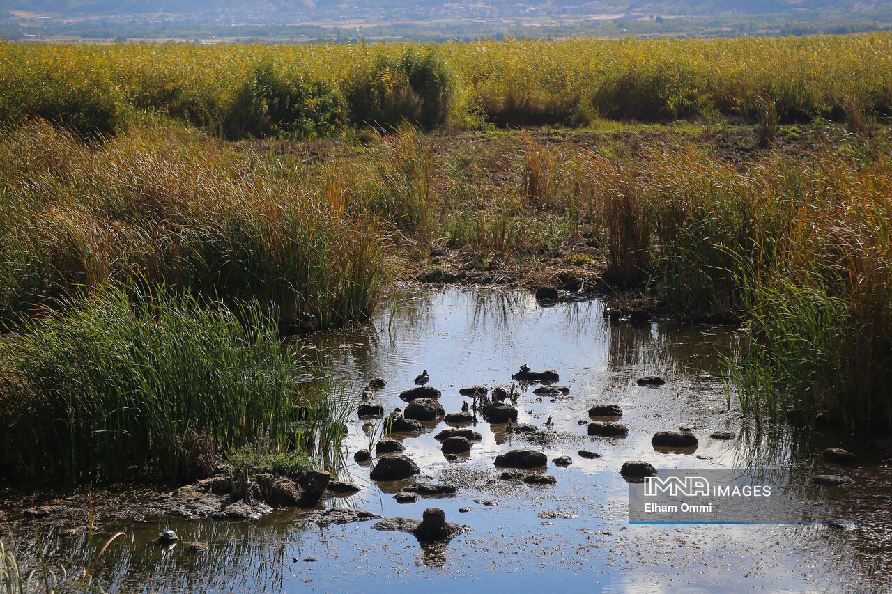 سایه سنگین خشکی بر سر تالابها / امیدی به احیا هست؟